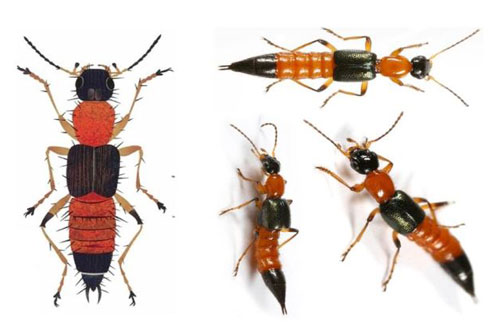 3 loại thuốc cần có trong nhà phòng khi bị côn trùng đốt