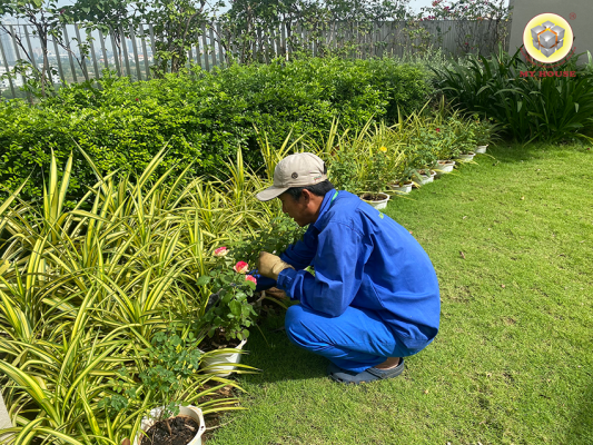 PHONG TRÀO ƯƠM MẦM ĐÓN TẾT Ở CÁC KHU CHUNG CƯ MY HOUSE QUẢN LÝ