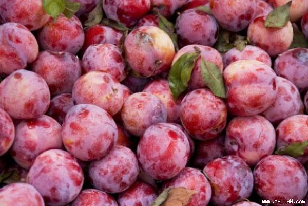 Tết Đoan Ngọ vì sao ăn mận để giết sâu bọ?