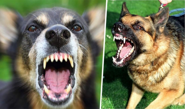 Chủ vật nuôi có thể bị phạt 5 năm tù nếu để chó cắn chết người