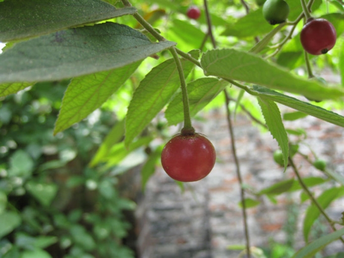 Thần dược ngừa ung thư, trị bách bệnh.